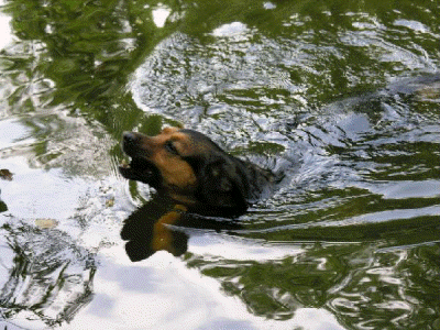 r-schwimmen