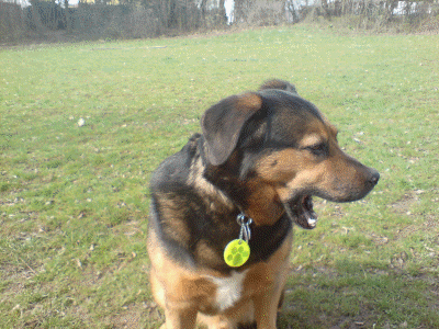 rocky ausgetobt - Kopie