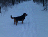 rocky im schnee2