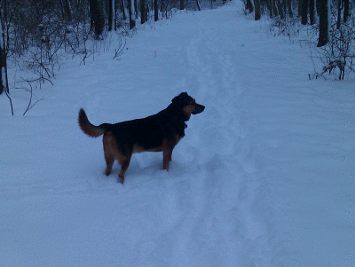 rocky im schnee2